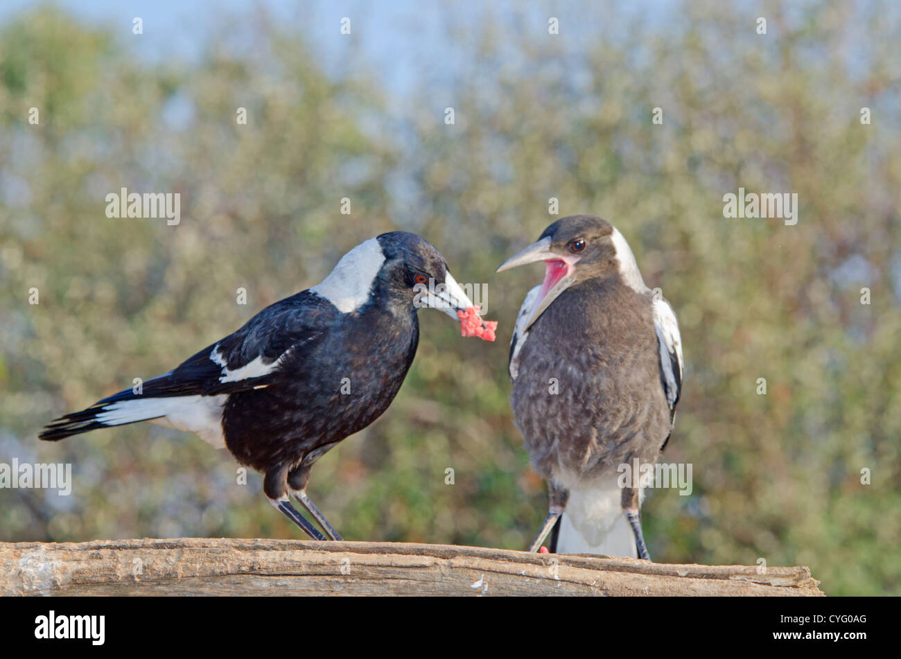 Australische Magpie Jungen füttert. Gymnorhina tibicen Stockfoto