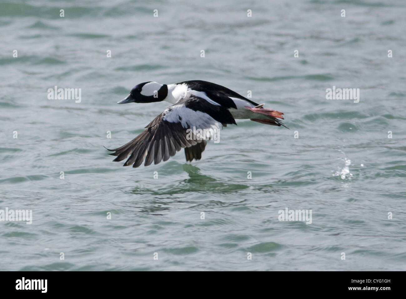 Bufflehead fliegen Stockfoto
