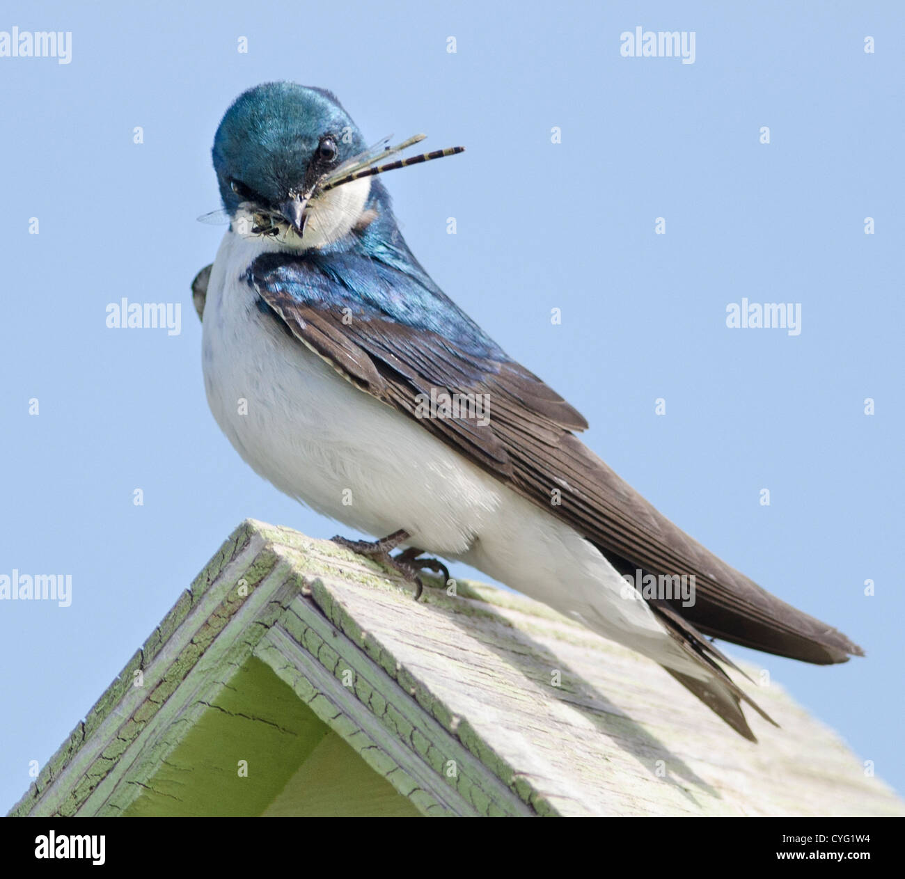 Baum schlucken erwischt eine Libelle, die eine Fliege gefangen Stockfoto