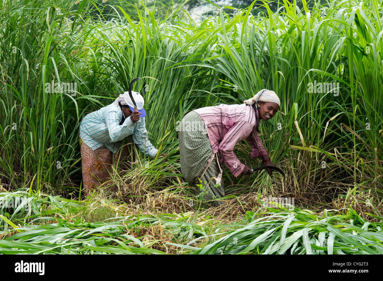 Indische Frauen mäht Rasen schneiden für Viehfutter in der indischen Landschaft. Andhra Pradesh, Indien Stockfoto