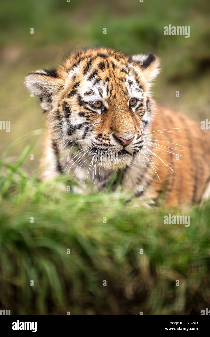 Sumatra Tiger Cub Stockfoto