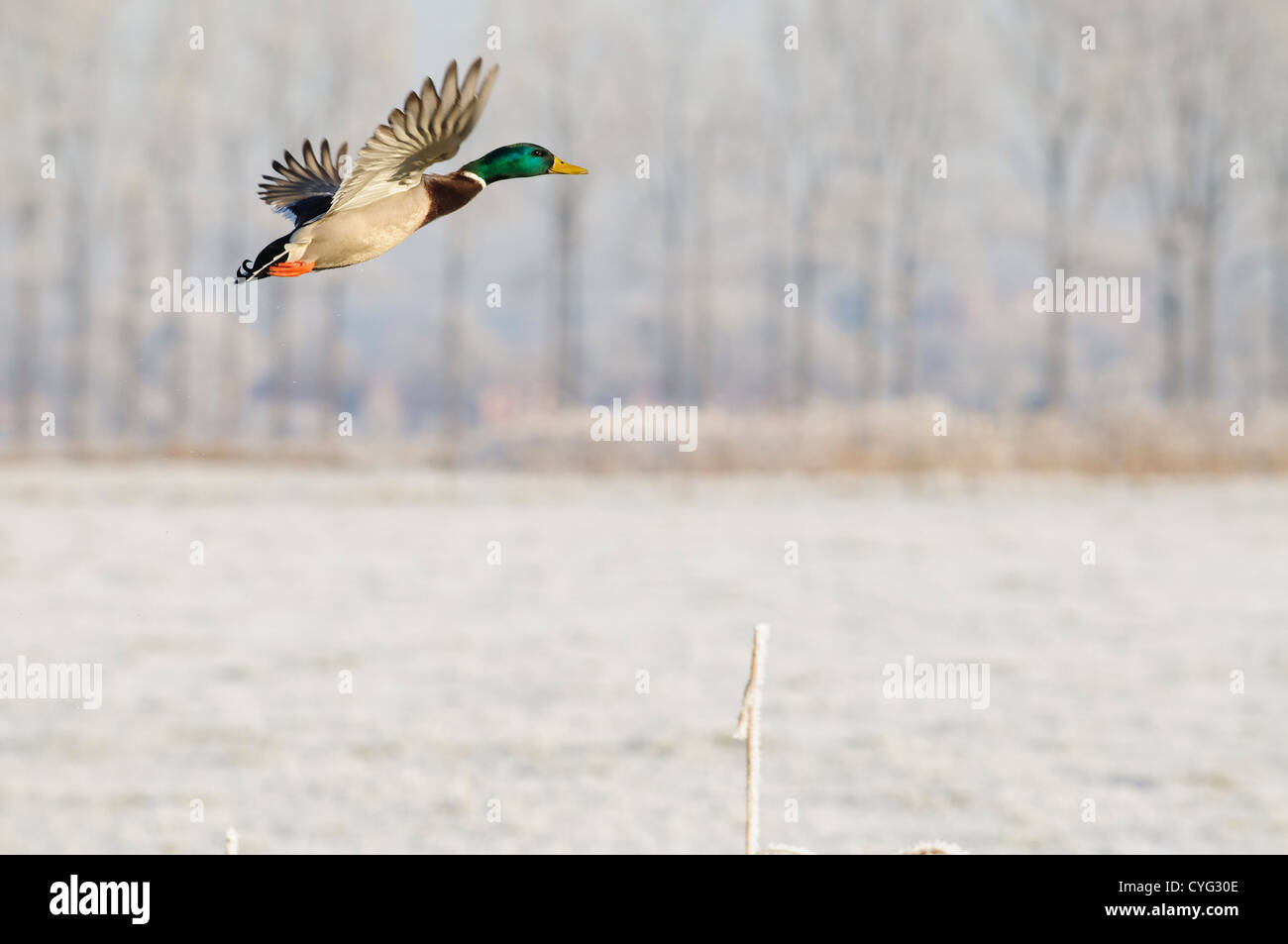 Stockente fliegen vor einer Winterlandschaft mit frost Stockfoto