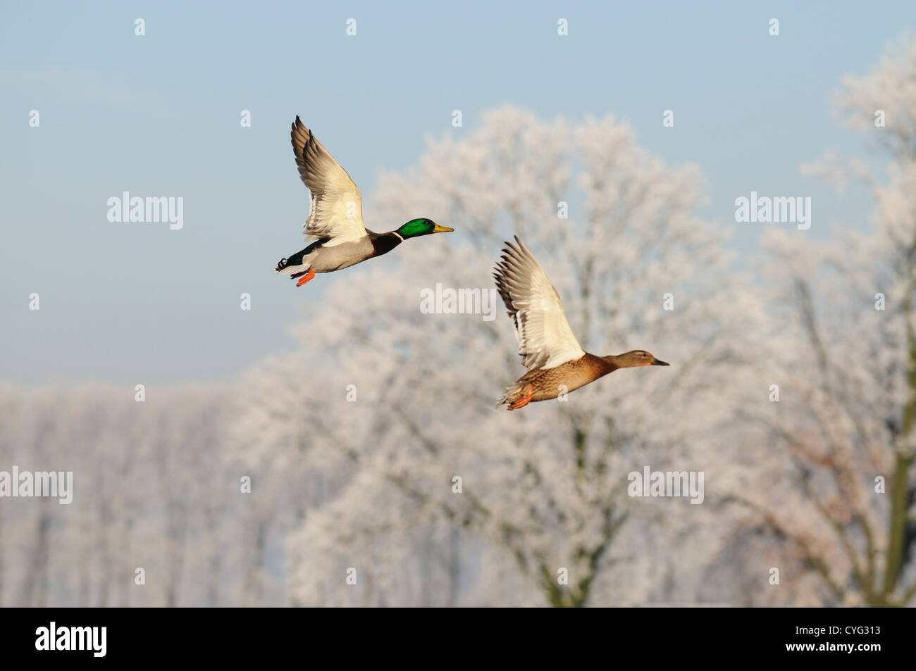 Stockente Enten fliegen vor einer Winterlandschaft mit frost Stockfoto