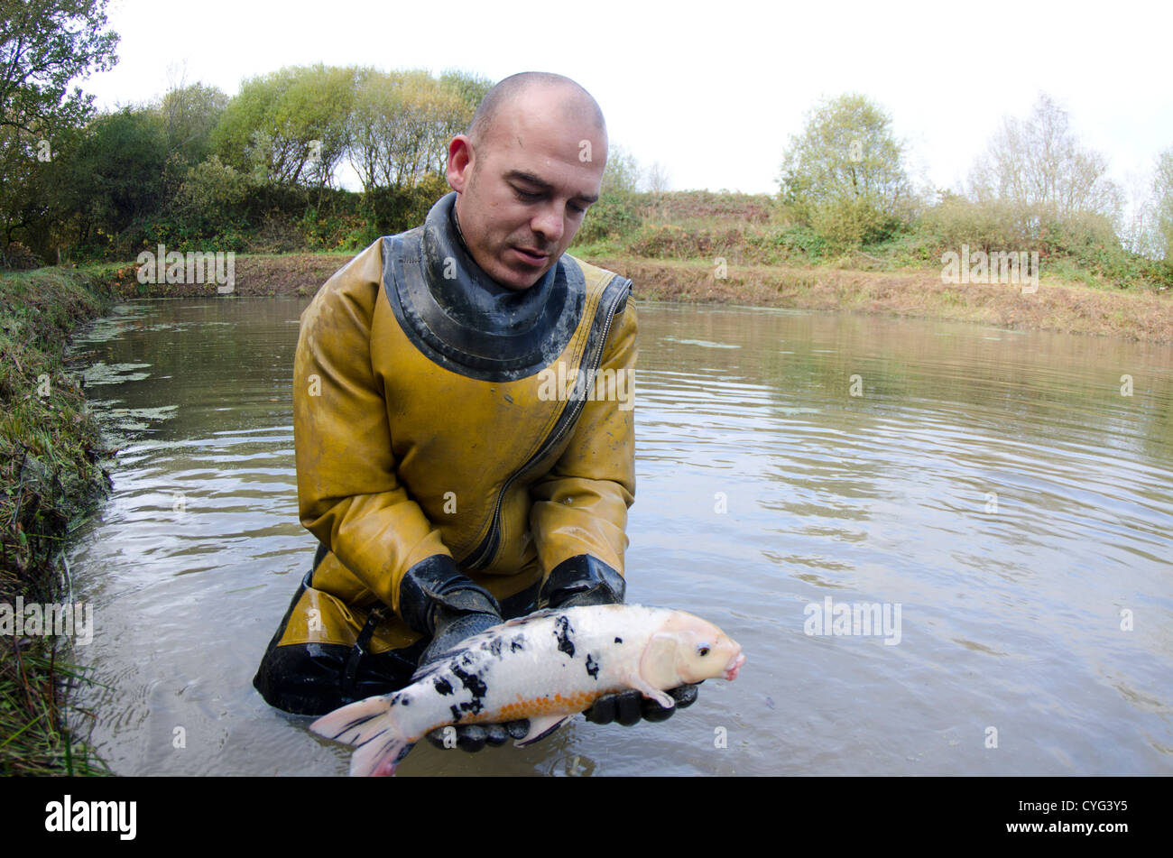 Koi-Karpfen im Lager Teich Stockfoto