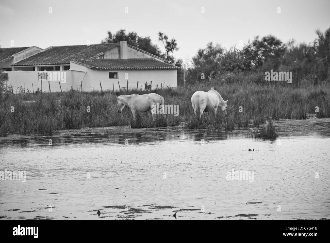 Die Pferde der Camargue (Frankreich) Stockfoto