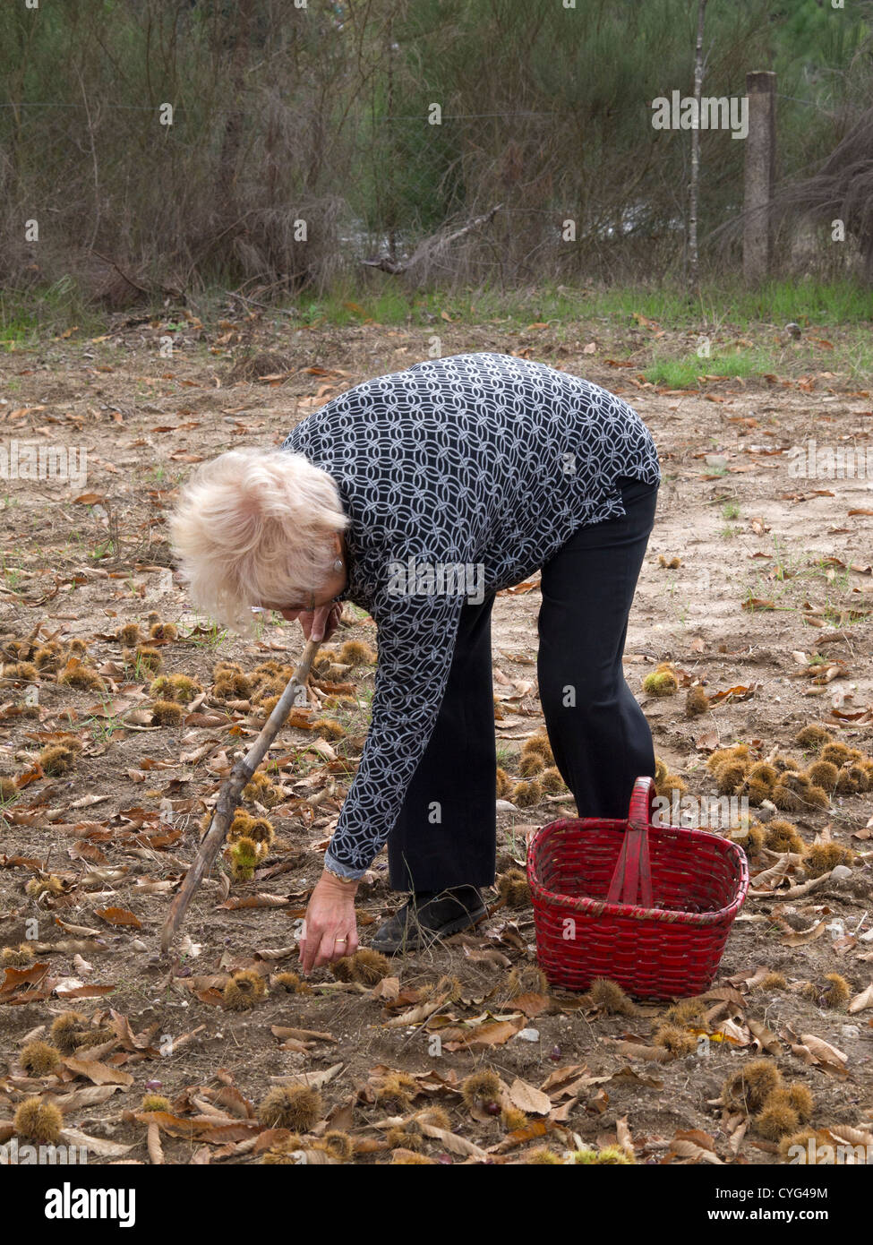 Frau, die Ernte der Kastanien Stockfoto