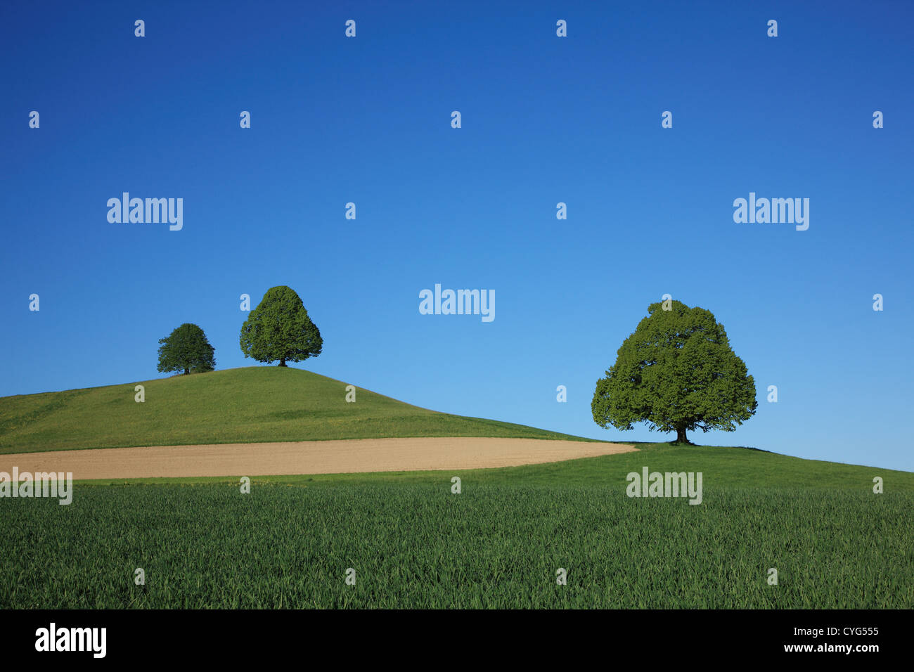 Bäume auf Feld, Schweiz, Kanton Bern, Emmental Stockfoto