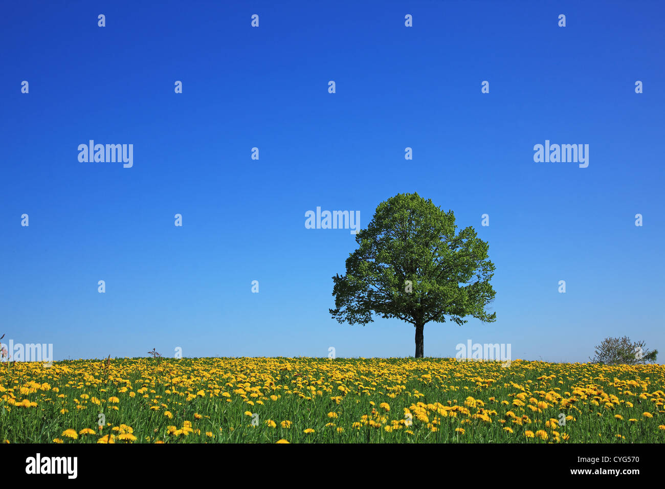 Einzelner Baum auf Feld, Schweiz, Kanton Bern, Emmental Stockfoto