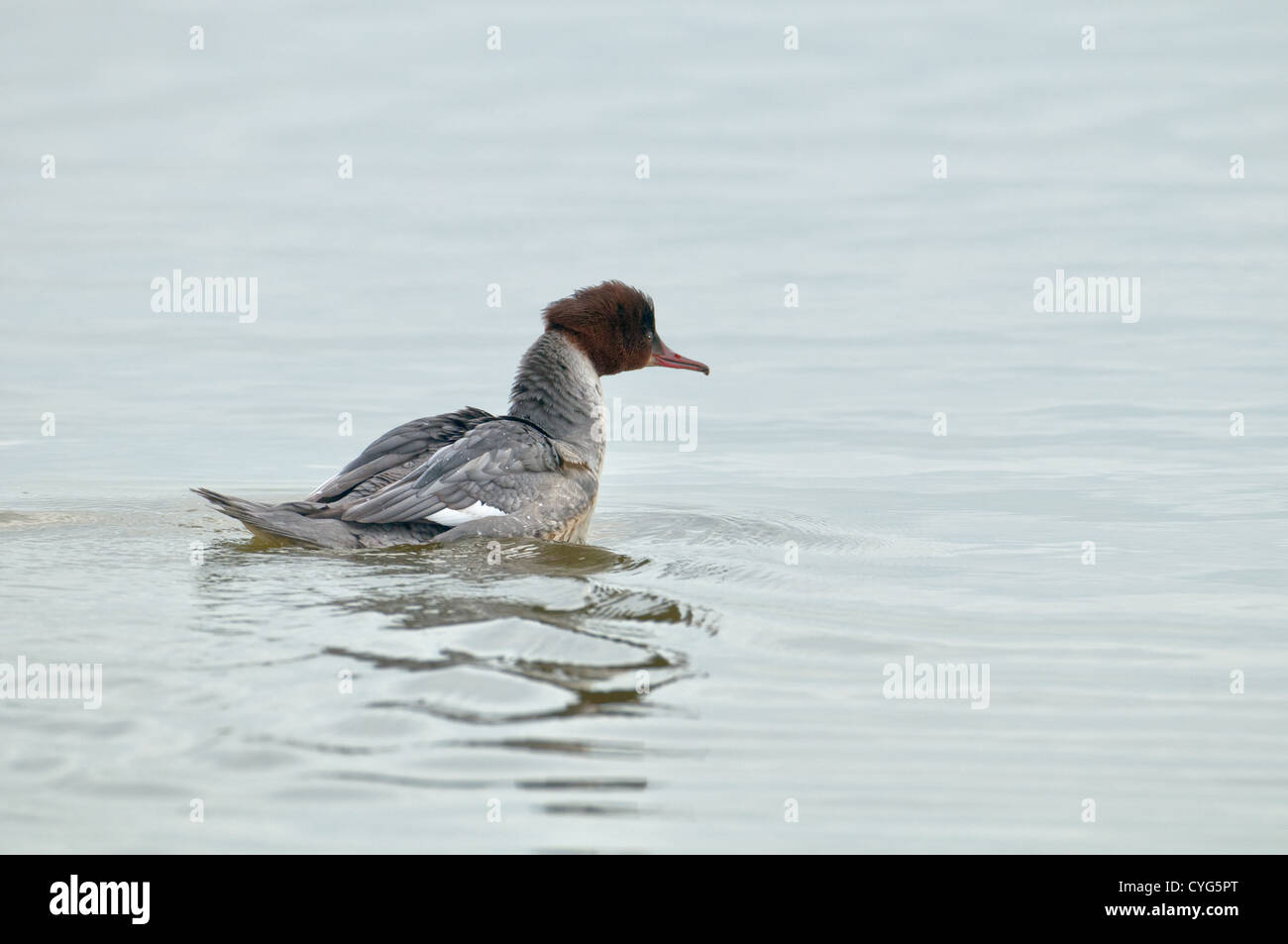 WEIBLICHER GÄNSESÄGER Mergus Prototyp. UK Stockfoto