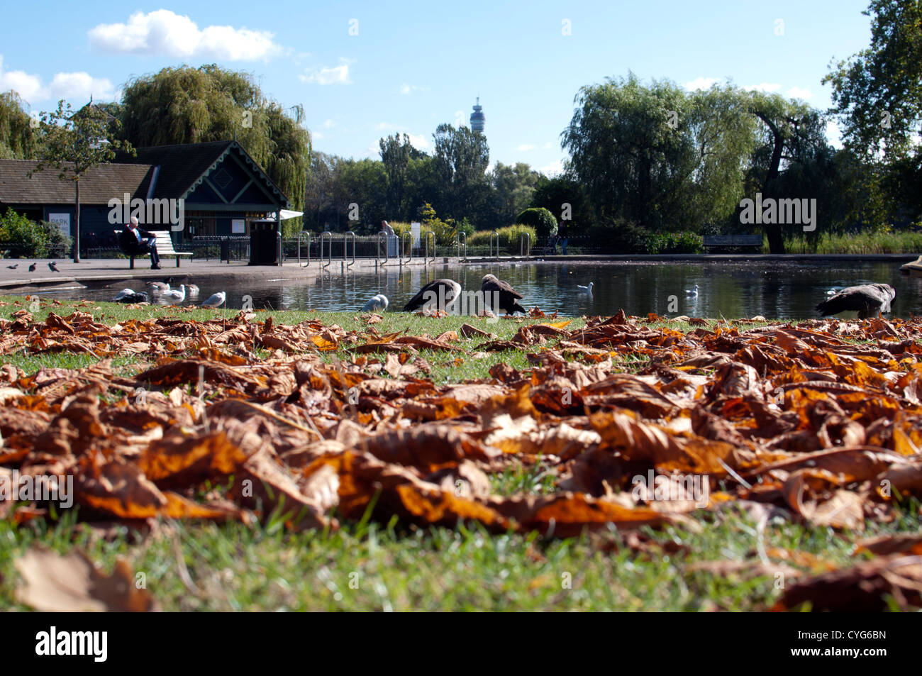 Herbstlaub, Regents Park, London, UK Stockfoto