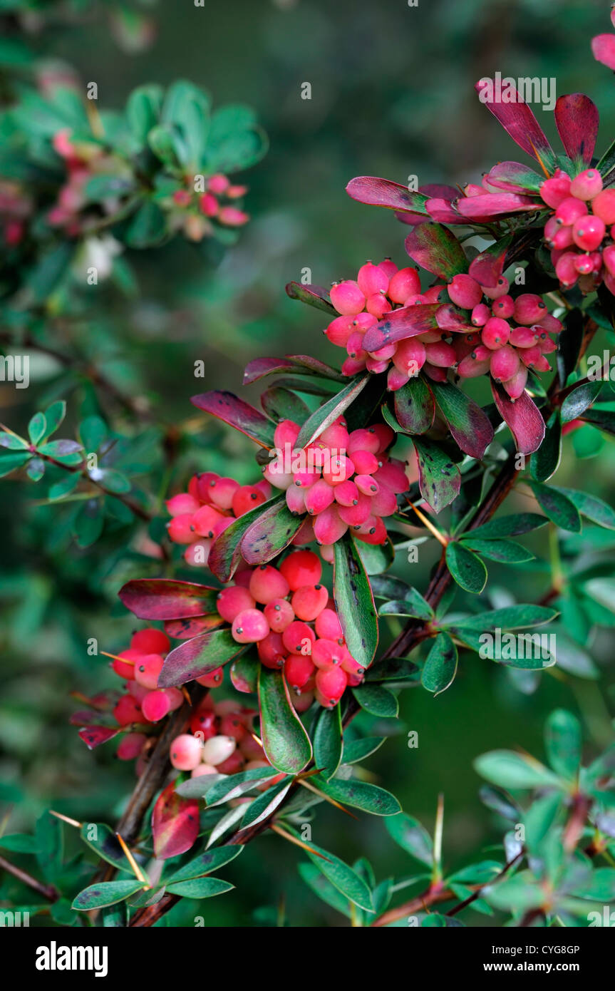 Berberis X stenophylla Corralina Compacta Agm rote Beere Beeren-Früchten Berberitze Closeup Tiefenschärfe Sträucher Herbst Busch Stockfoto