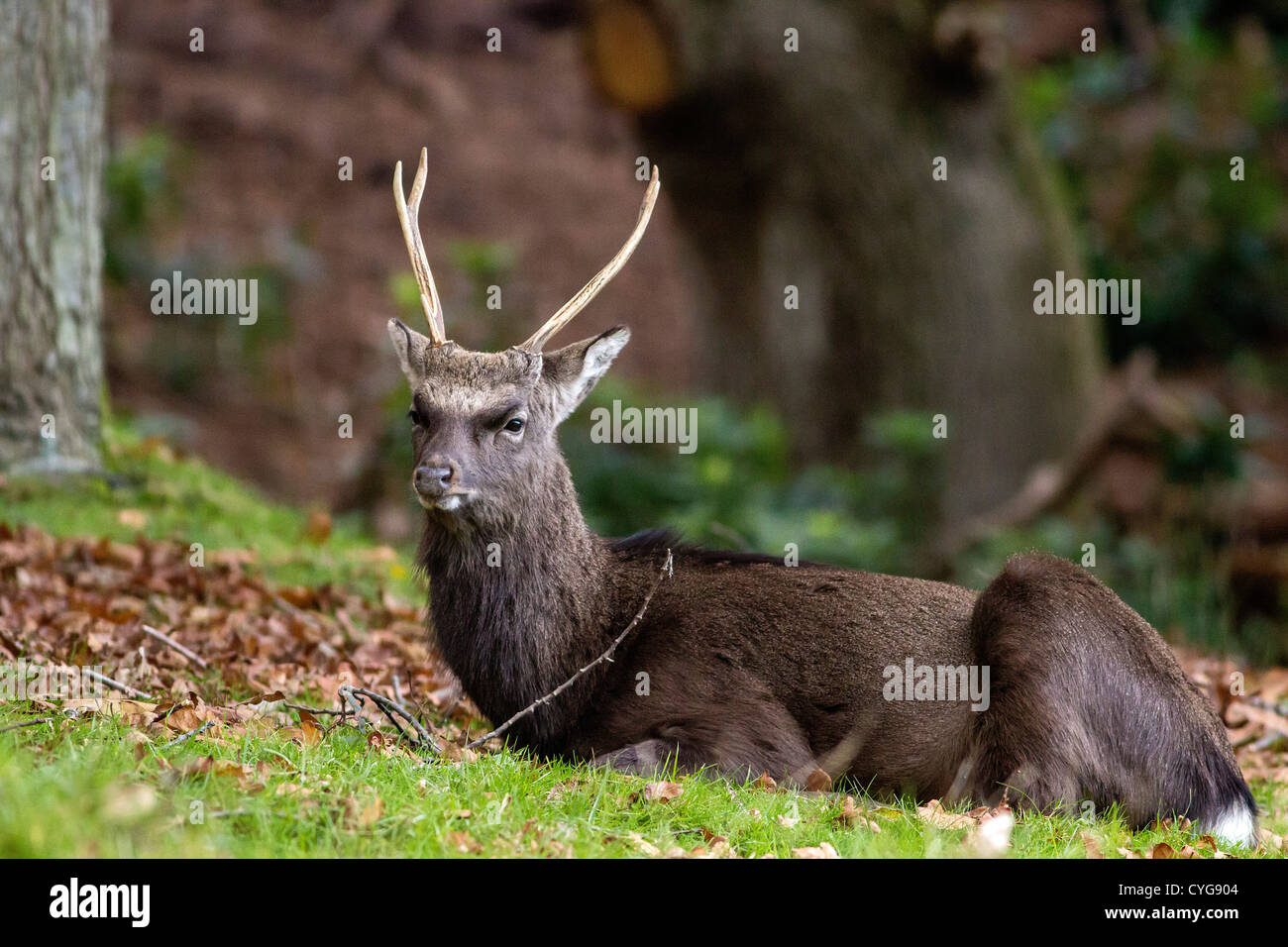 Sika, Rotwild (Cervus rippon), Hirsch in Ruhe, Dorset, England, UK. Europa Stockfoto
