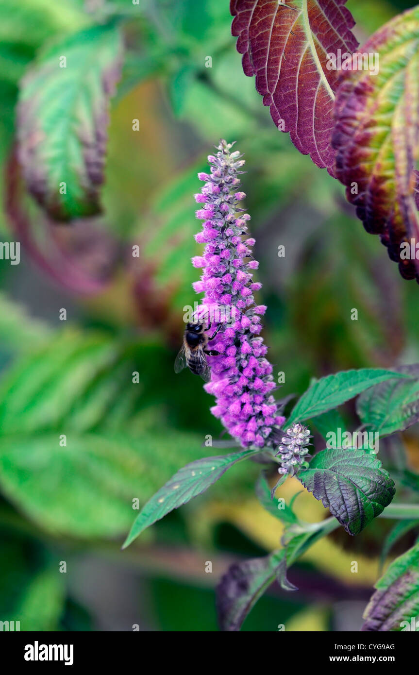 Elsholtzia Stauntonii Minze Strauch Busch lila Blumen Herbst herbstliche Blüte Blüte Blume Spike Hummel Stockfoto