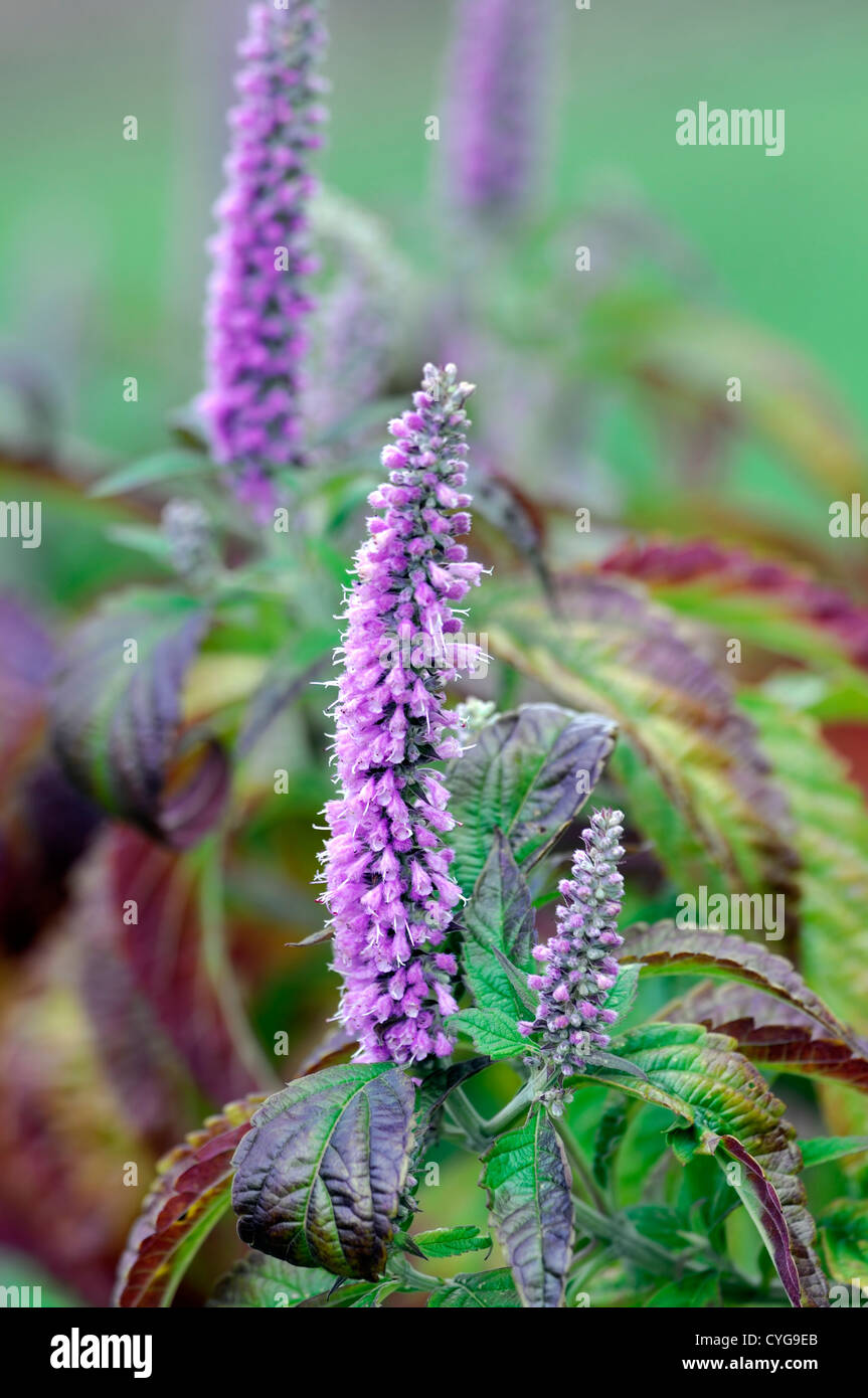 Elsholtzia Stauntonii Minze Strauch Busch lila Blumen Herbst
