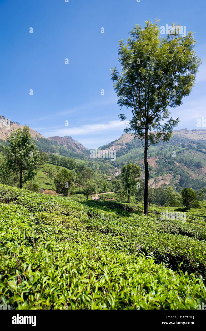 Senkrechten Blick auf die atemberaubende Teeplantagen, die für die Landschaft in den Hügeln von Munnar. Stockfoto