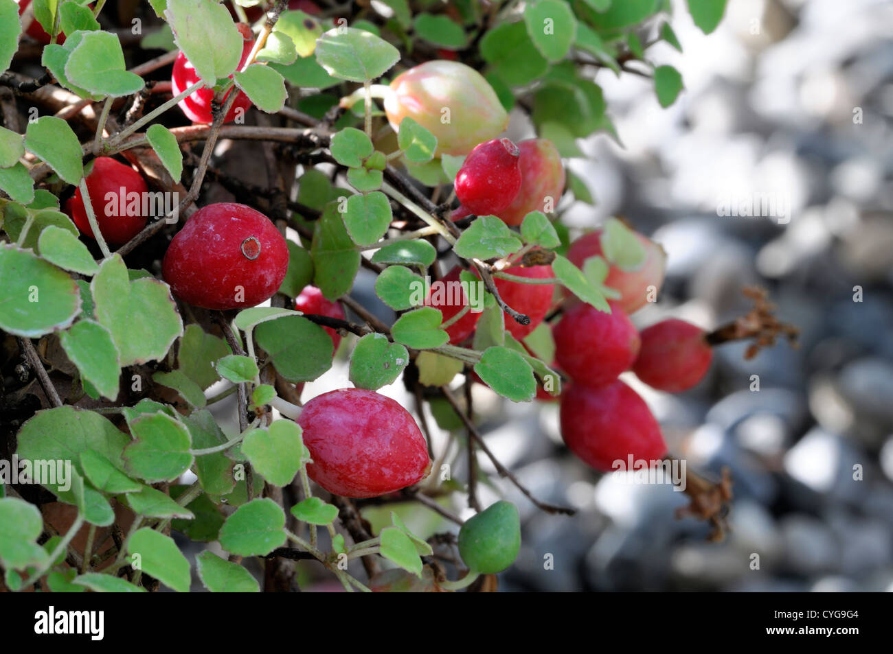 Fuchsia Procumbens leuchtend roten Beeren Früchte Herbst herbstliche Herbst Closeup Tiefenschärfe Sträucher Container Töpfe Laub- Stockfoto