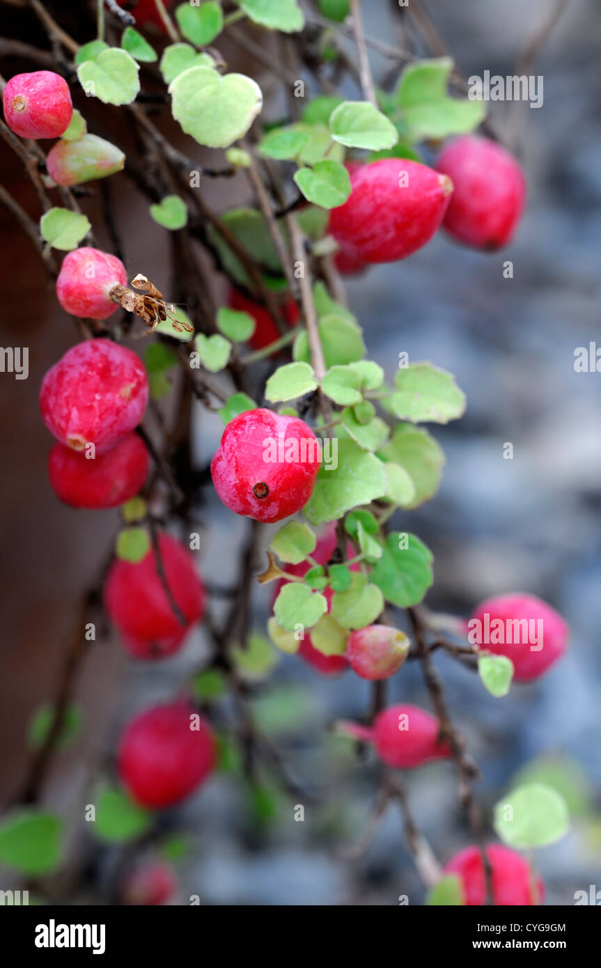 Fuchsia Procumbens leuchtend roten Beeren Früchte Herbst herbstliche Herbst Closeup Tiefenschärfe Sträucher Container Töpfe Laub- Stockfoto