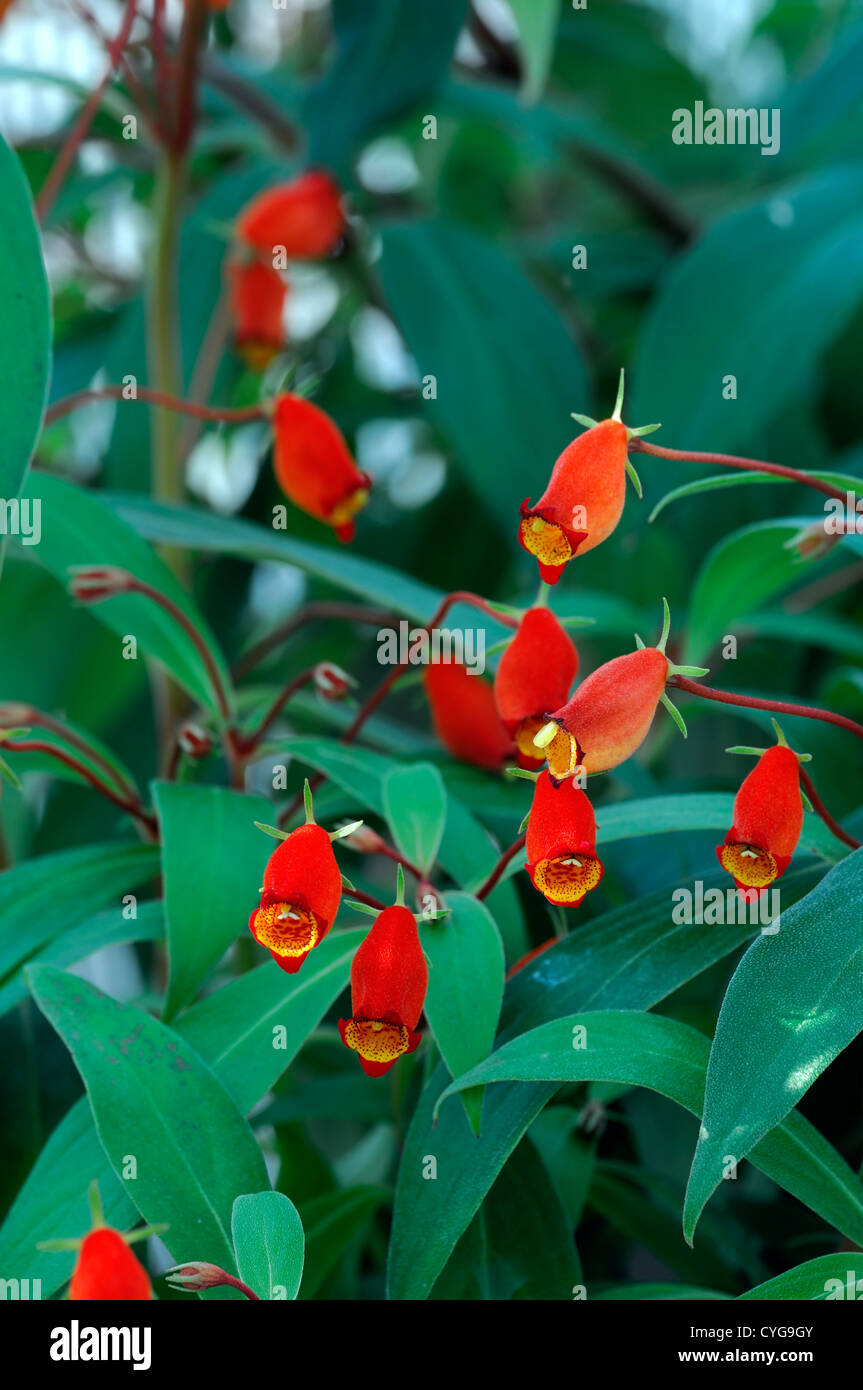 Gloxinia Sylvatica Glasnevin Jubilum leuchtende rote orange Blten  Pflanzen blhen Stauden mehrjhrige dekorative Zimmerpflanze  Stockfotografie - Alamy