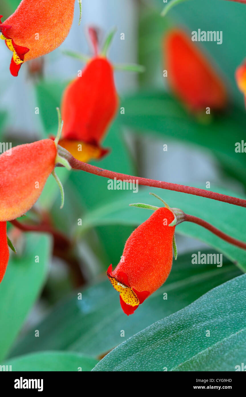 Gloxinia Sylvatica Glasnevin Jubilum leuchtende rote orange Blten  Pflanzen blhen Stauden mehrjhrige dekorative Zimmerpflanze  Stockfotografie - Alamy