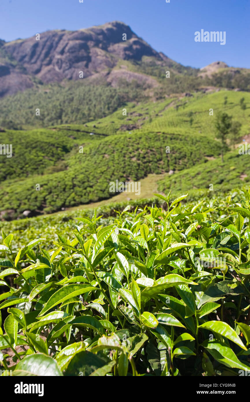Senkrechten Blick auf die atemberaubende Landschaft der Tee-Plantage in die hohen Reichweiten von Idukki Bezirk, Indien Stockfoto