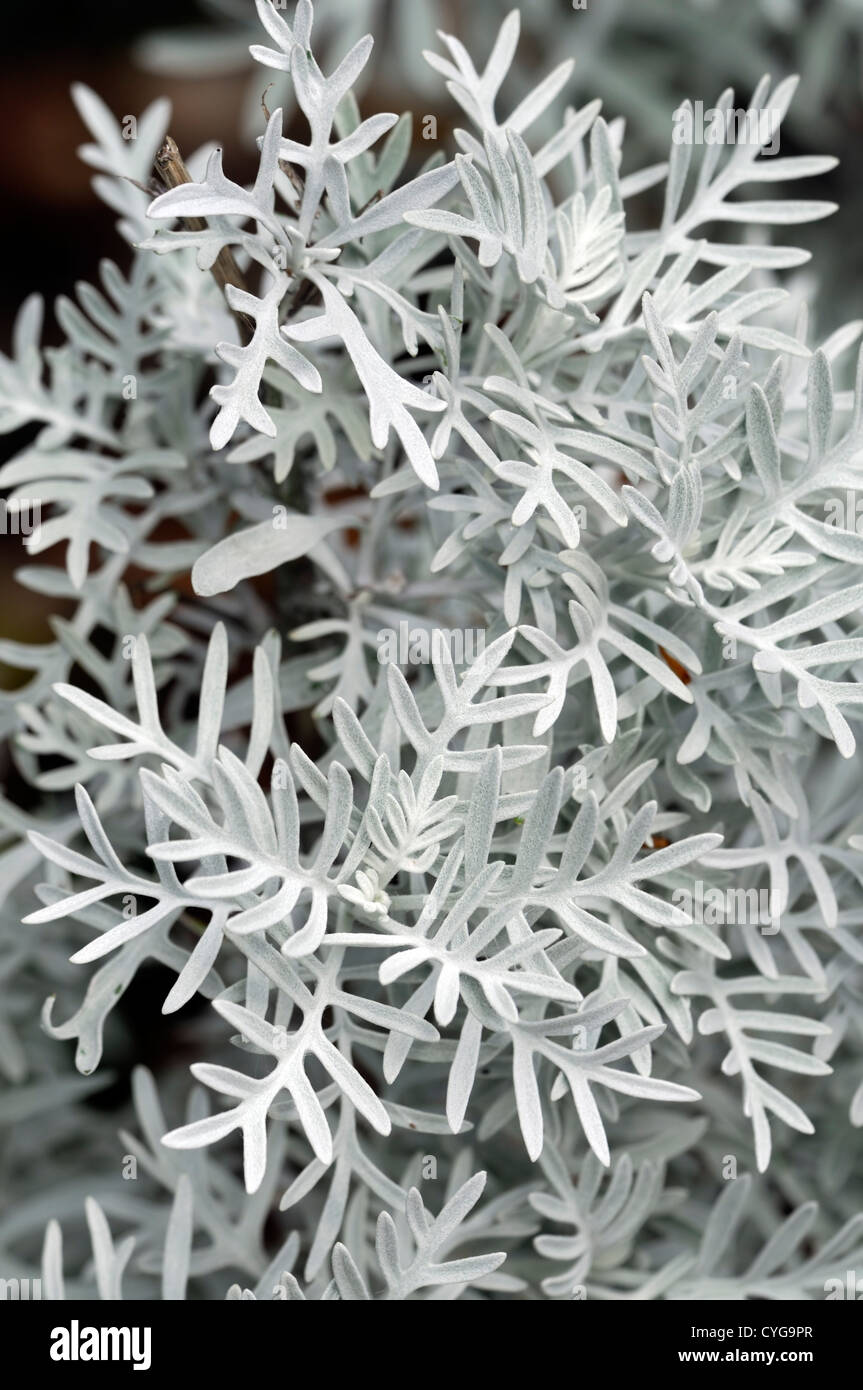 Senecio Leucostachys Silber grau Blätter Blatt Laub attraktiv Gänseblümchen Familie Pflanze Porträts Stauden grau Stockfoto