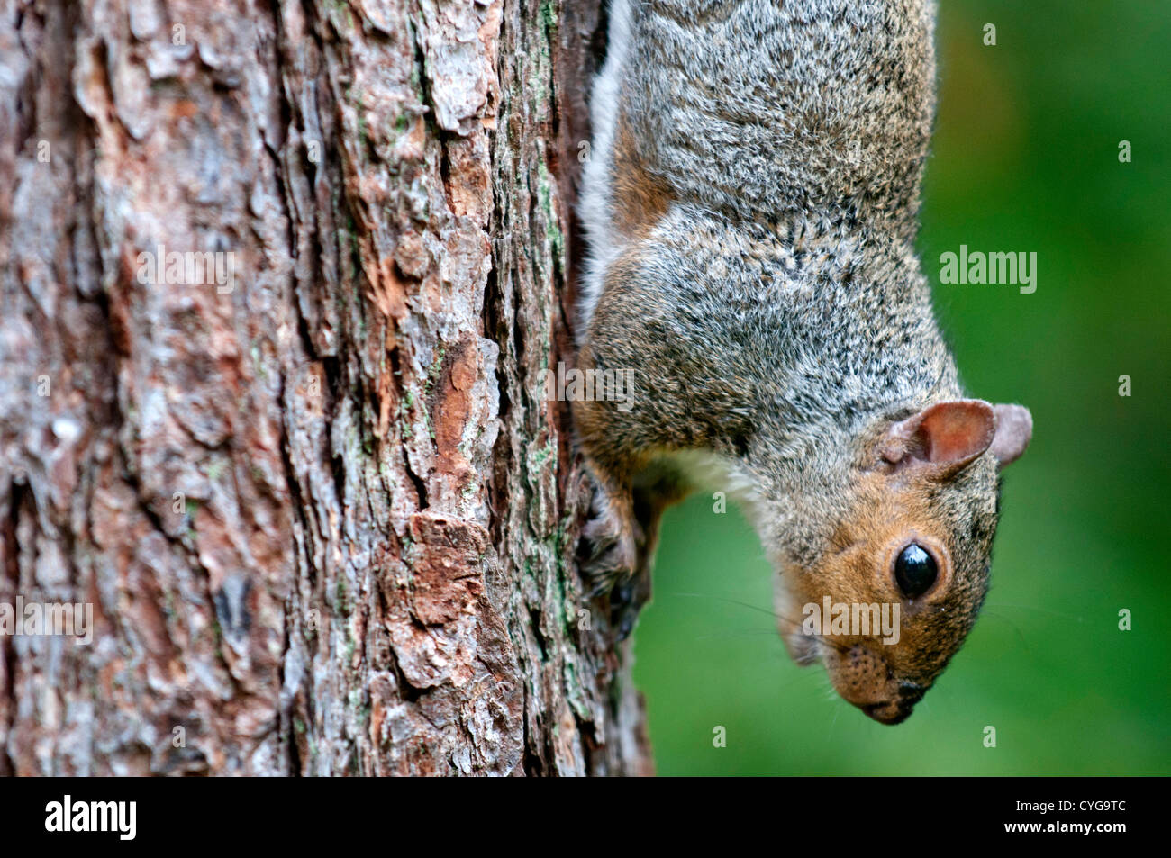 Eine graue Eichhörnchen einen Baum klettern und etwas zu essen. Stockfoto