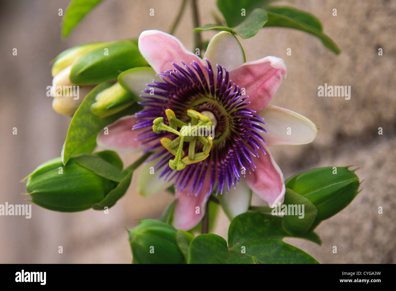 Passionsblume Maracuja (Passiflora Edulis) in San Juan La Laguna, Lake Atitlan, Guatemala Stockfoto