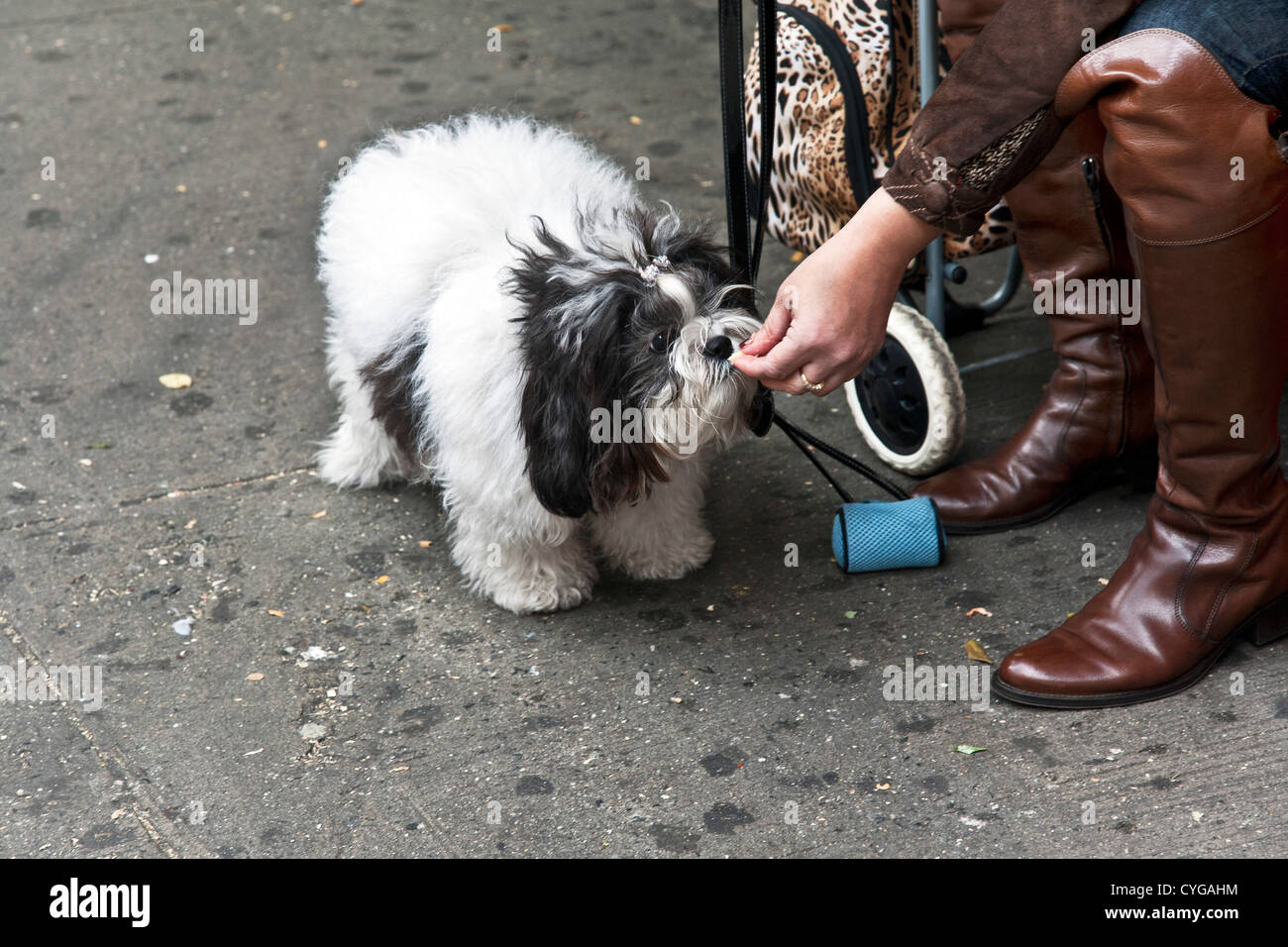 Frau trägt teure Leder Stiefel sitzen auf Bürgersteig Feeds Pizza Bissen,  ihre kleine flauschige schwarze & weißen Hund Manhattan Stockfotografie -  Alamy