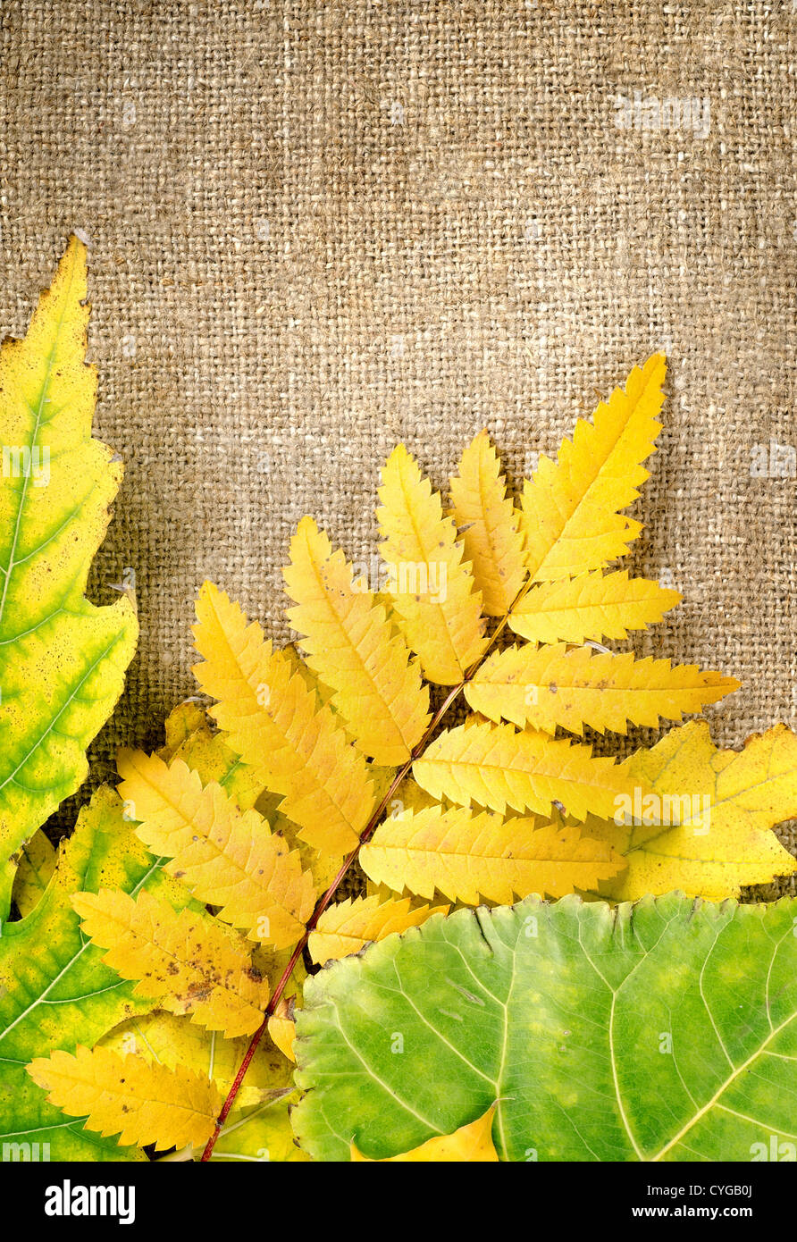 Herbstliche Dekoration mit Blättern auf eine braune Leinwand Stockfoto Herbstliche Dekoration mit Blättern auf eine braune Leinwand Stockfoto