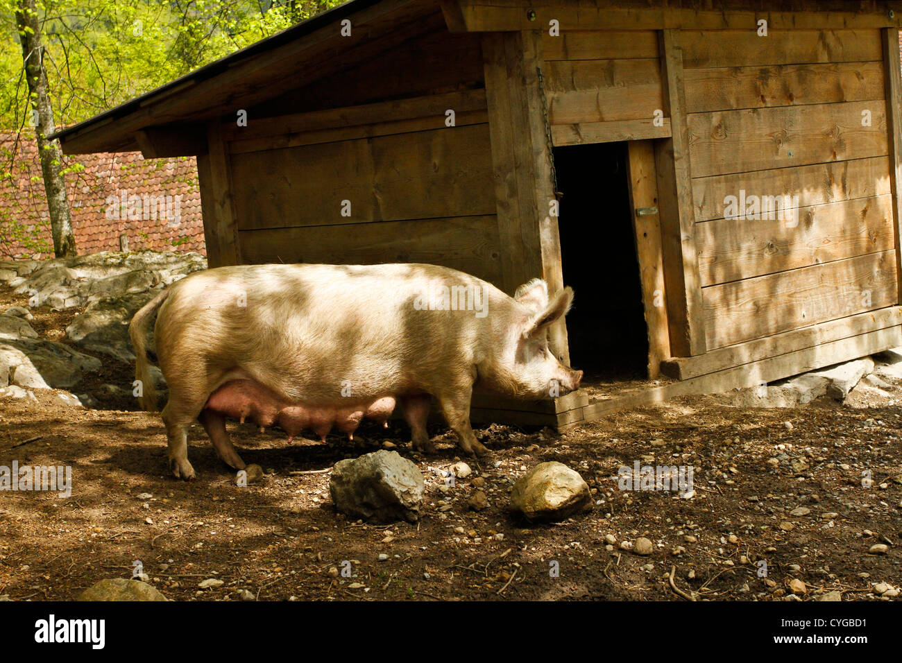 Sau Schwein große Euter zeigen. Ballenberg Open-Air Museum der Schweizer Folklife und Architektur Stockfoto