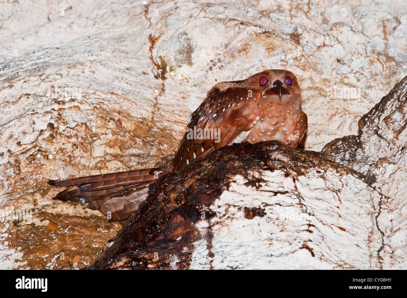 Fettschwalm (Steatornis Caripensis) Erwachsene am Nest in Höhle im Asa Wright Centre, Trinidad, Karibik Stockfoto