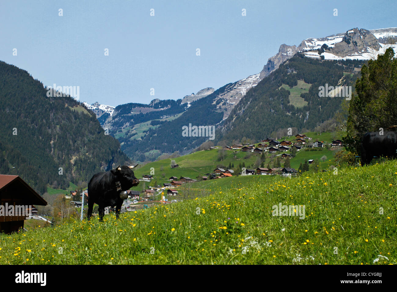 Rinder grasen auf einem grasbewachsenen Hügel. Grindewald, Schweiz Stockfoto