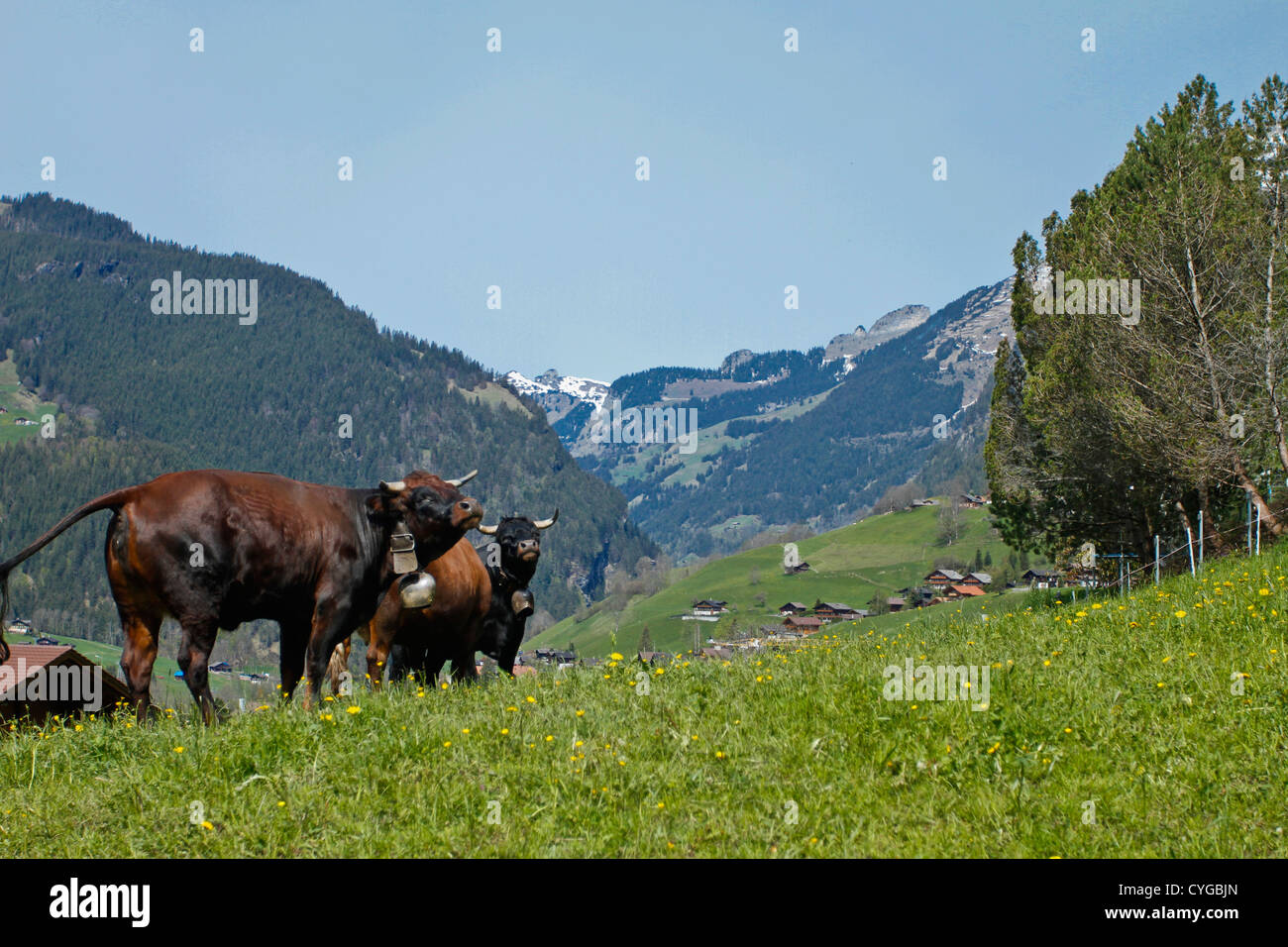 Rinder grasen auf einem grasbewachsenen Hügel. Grindewald, Schweiz Stockfoto