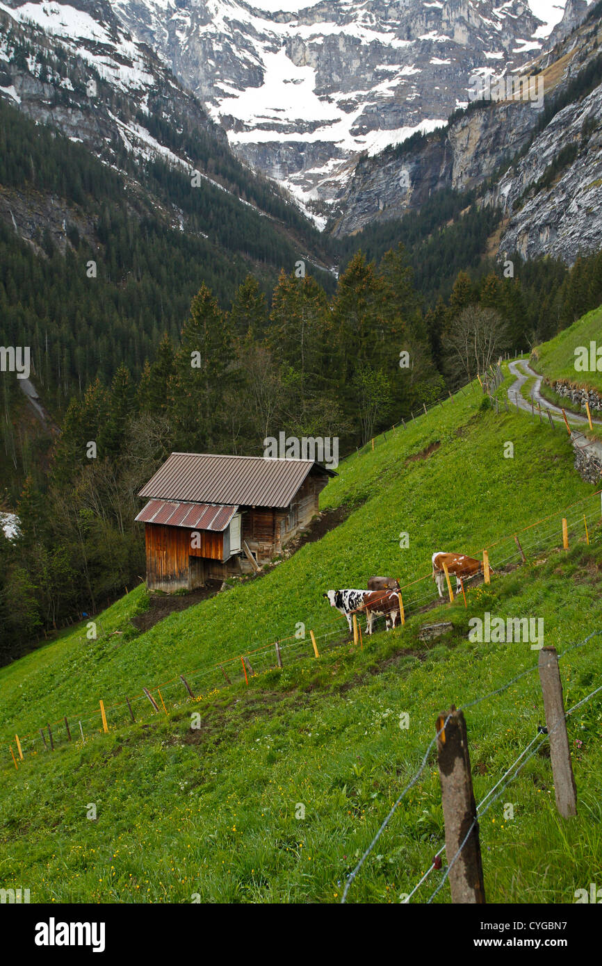 Scheune auf einem grasbewachsenen Hang. Gimmelwald, Schweiz Stockfoto