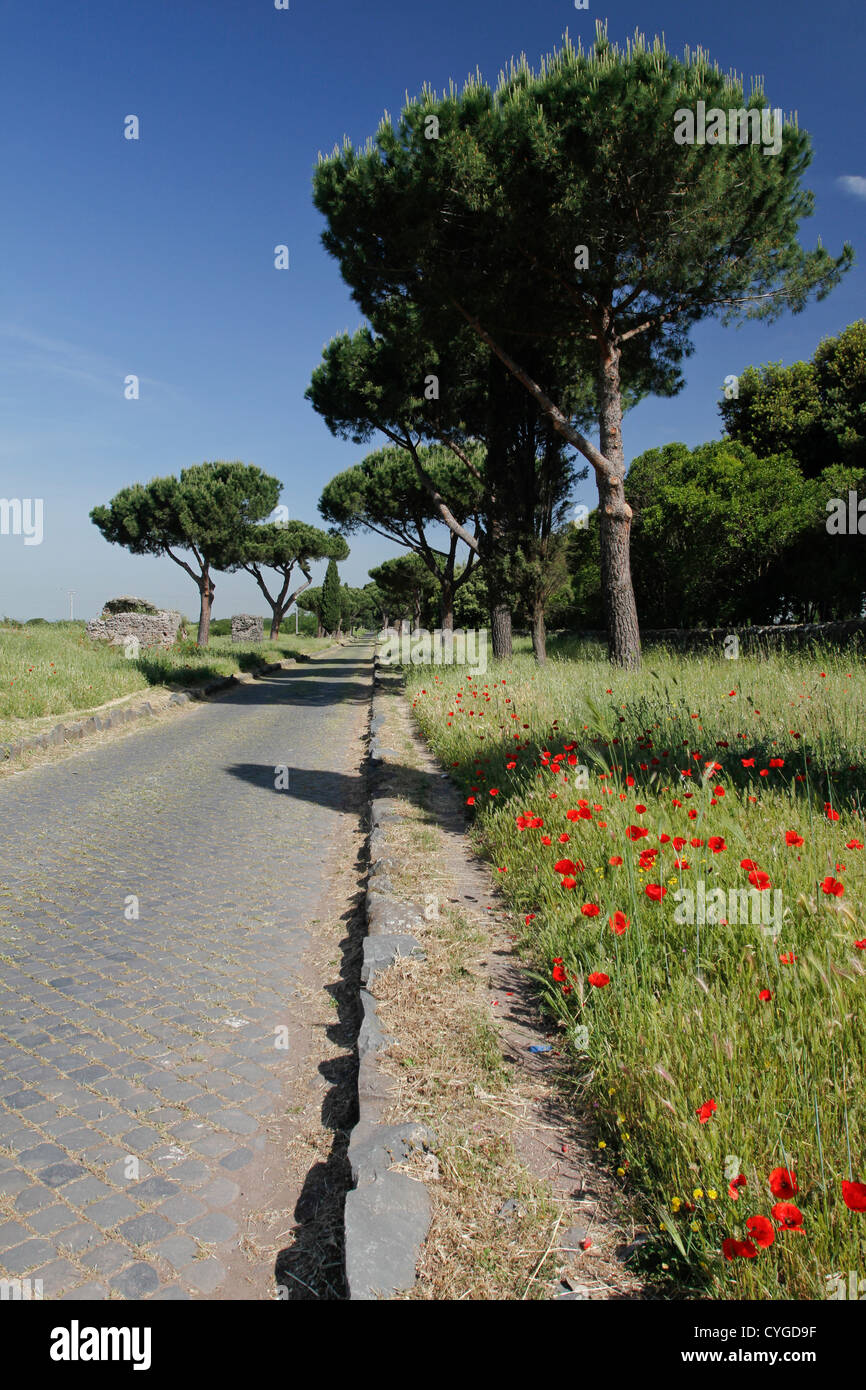 Pinien entlang der Appia Anitca. Stockfoto