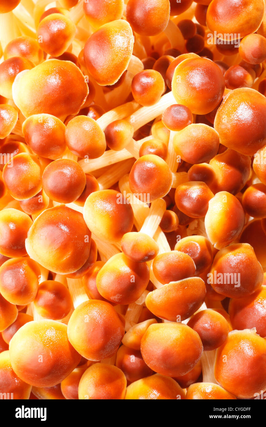 Enoki-Pilze Stockfoto