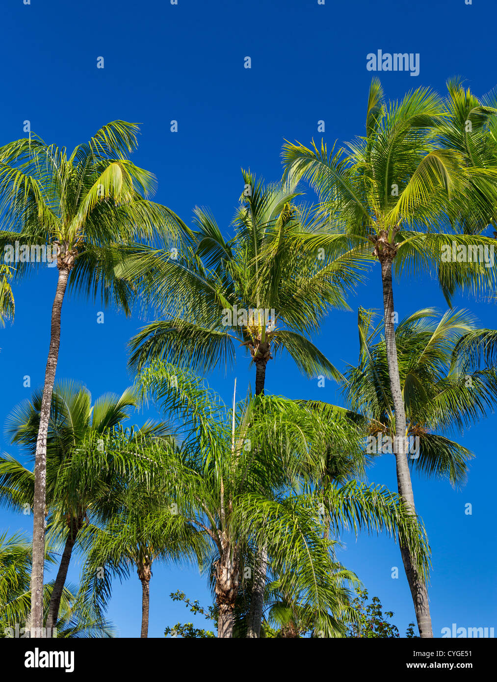 SAN JUAN, PUERTO RICO - Palmen am Strand Resort Isla Verde. Stockfoto