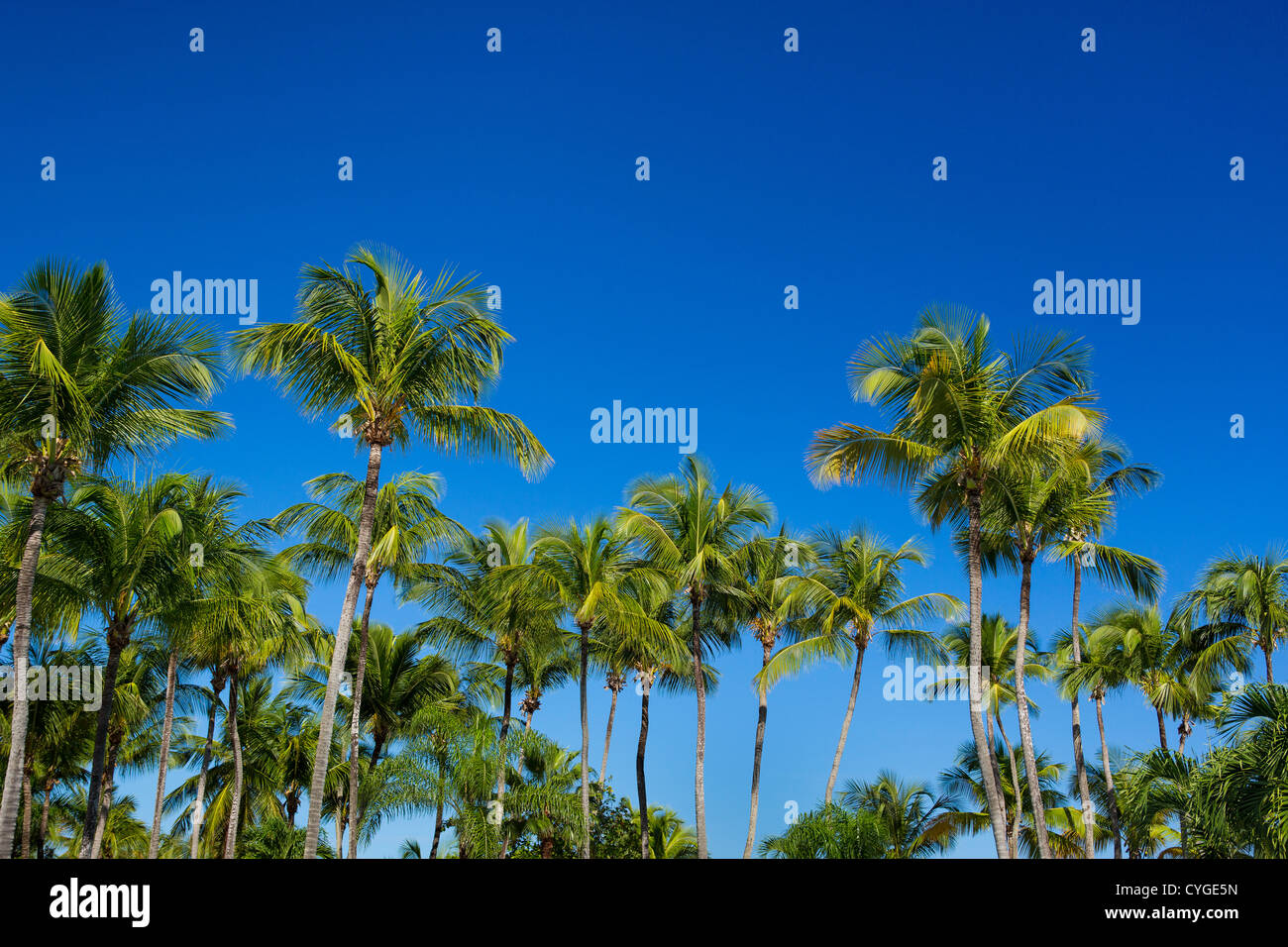 SAN JUAN, PUERTO RICO - Palmen am Strand Resort Isla Verde. Stockfoto