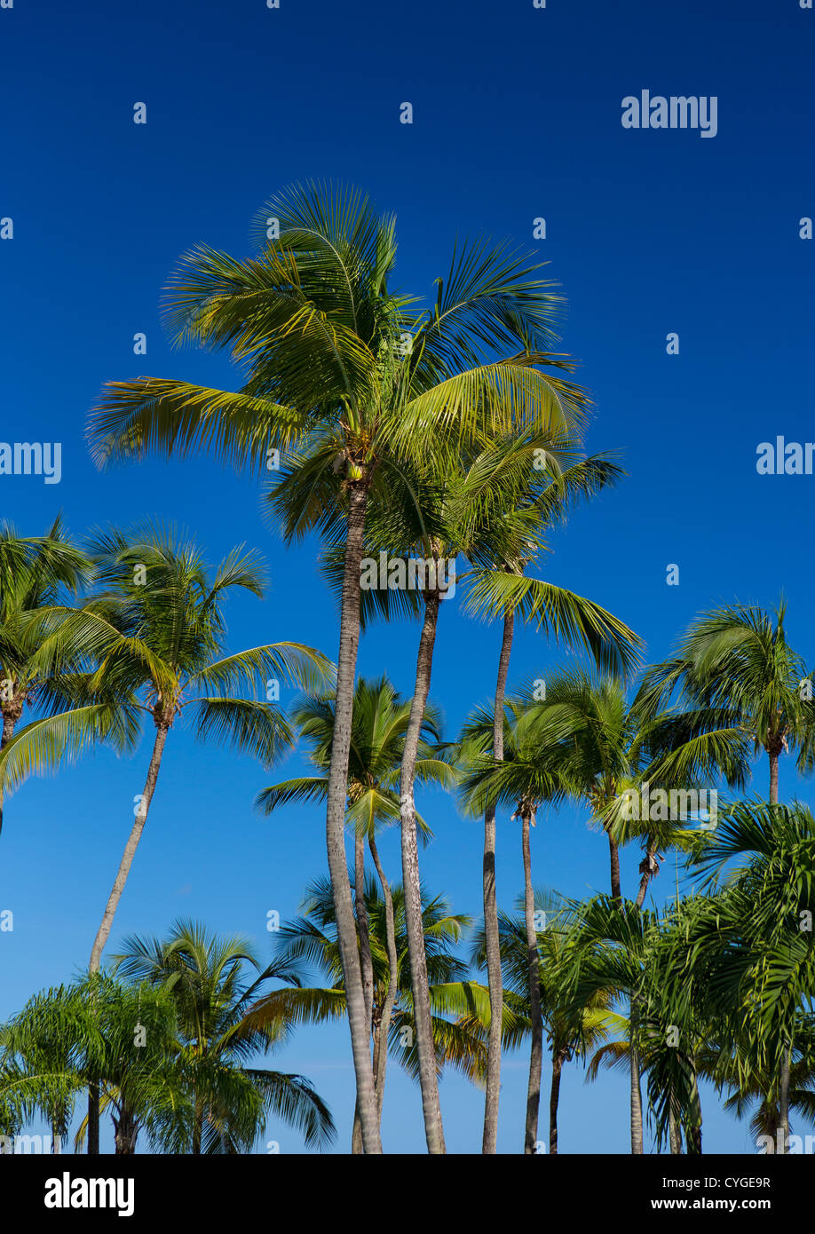 SAN JUAN, PUERTO RICO - Palmen am Strand Resort Isla Verde. Stockfoto