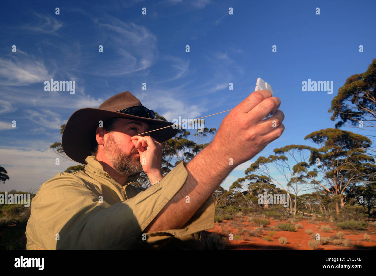 Verwenden einen basalen Keil, um Baum-Dichte auf eine ökologische Überwachung Grundstück am Credo Station, Western Australia zu schätzen. Keine PR oder Herr Stockfoto