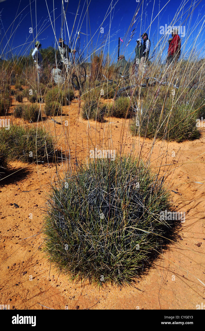 Trainingseinheit bei der ökologischen Überwachung von Spinifex Gemeinschaften, Credo-Station, Western Australia. Keine PR oder Herr Stockfoto