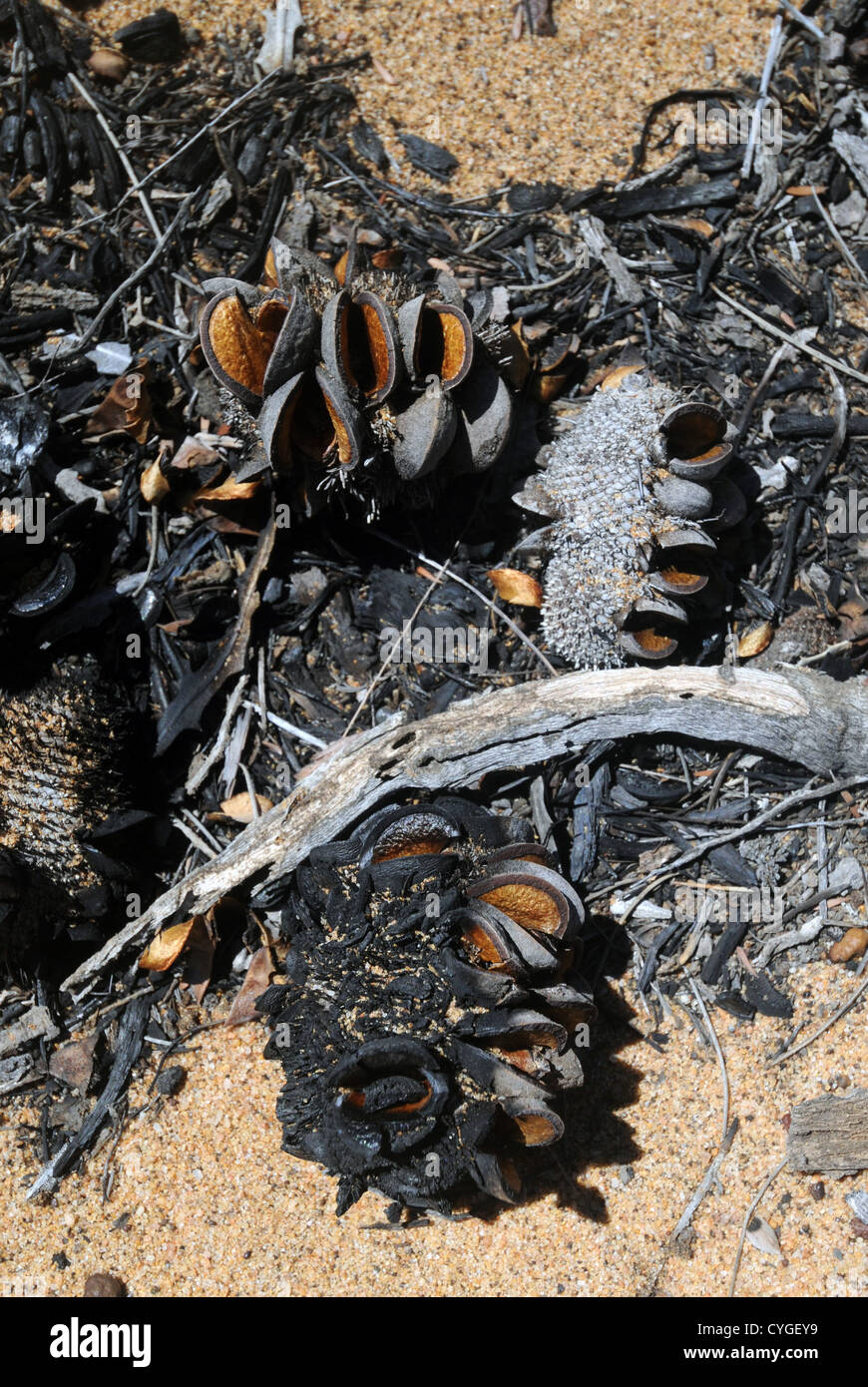 Banksia Samenkapseln, die wegen der Hitze von einem Buschfeuer, Credo-Station, Western Australia geöffnet haben Stockfoto