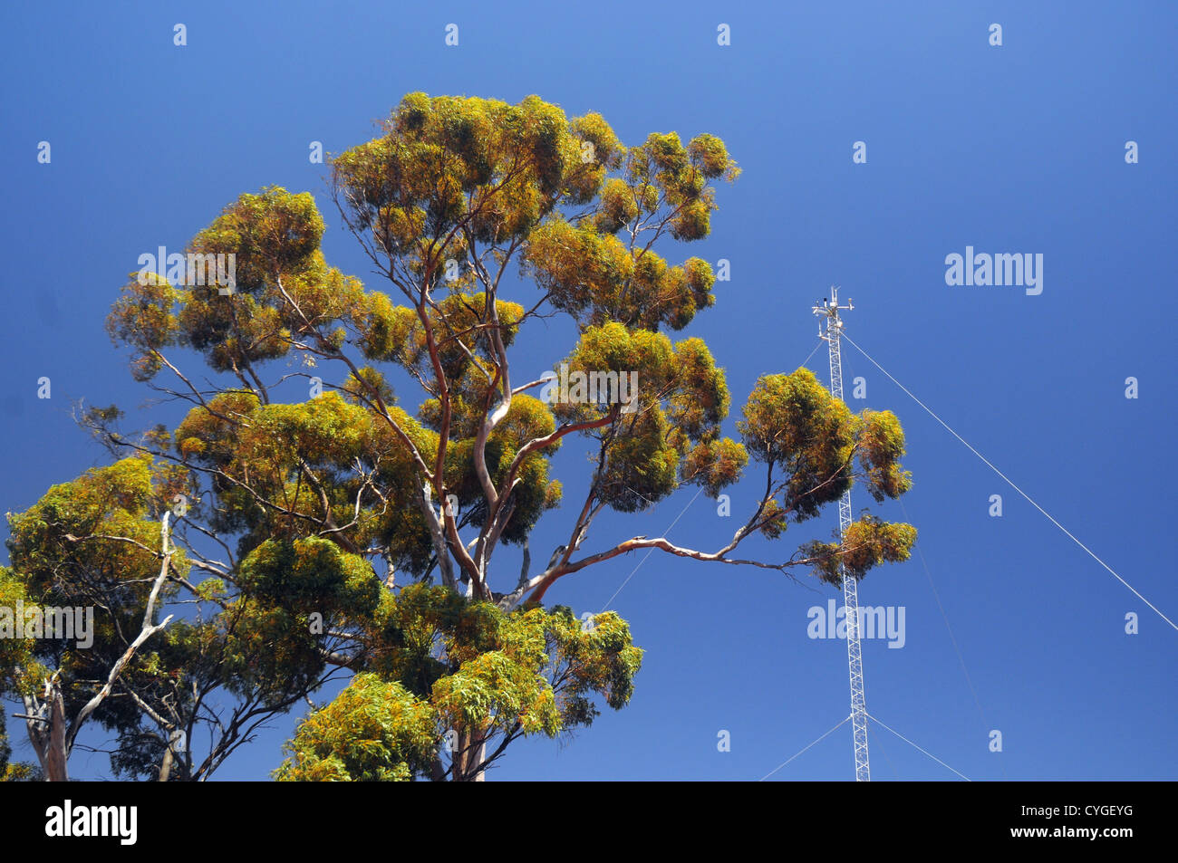 Flux-Turm, die Messung der Austausch von Treibhausgasen bei der Great Western Woodlands Supersite, Credo-Station, Western Australia Stockfoto