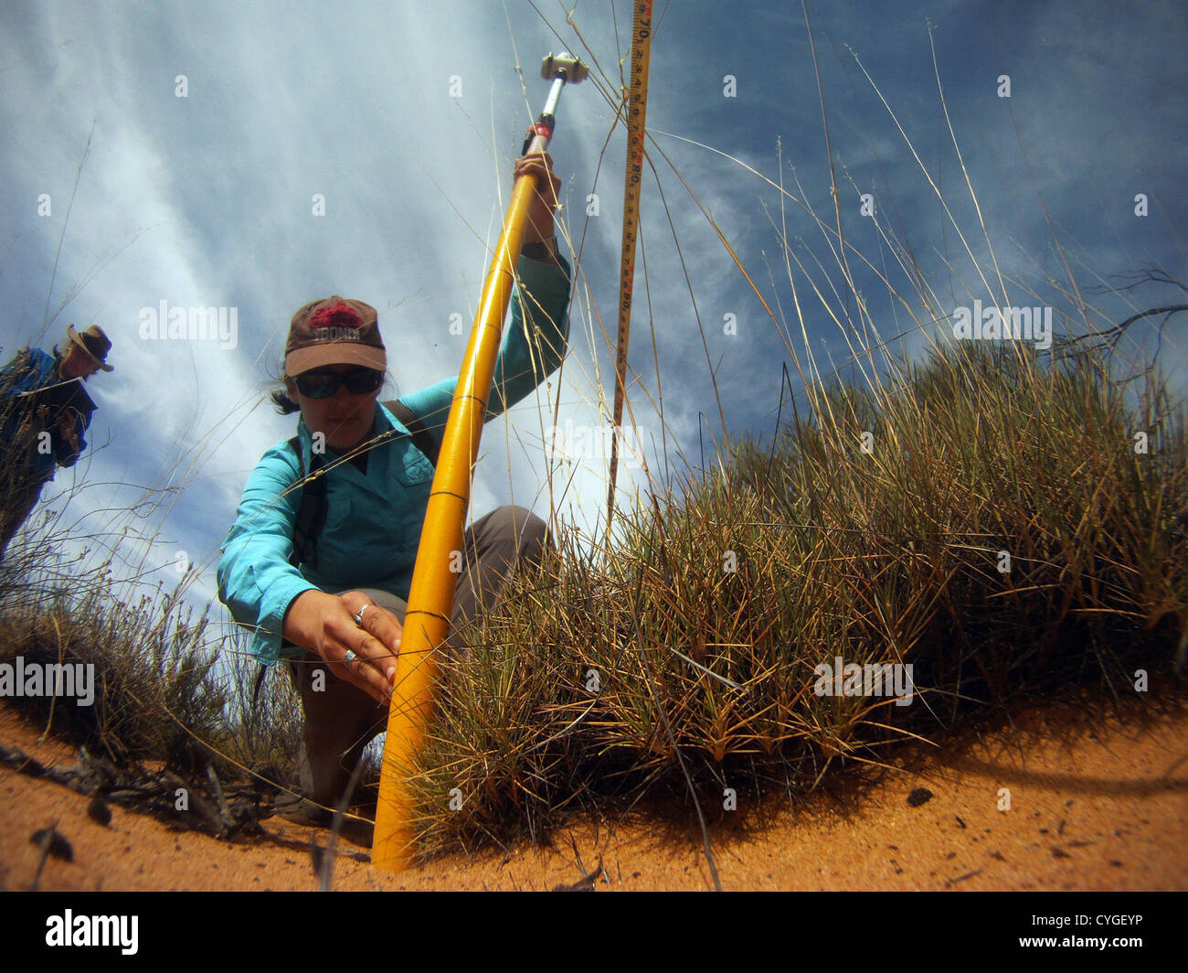 Ökologen, die Überwachung des Zustands von Spinifex Gemeinschaften, Credo-Station, Western Australia. Weder Herr PR Stockfoto
