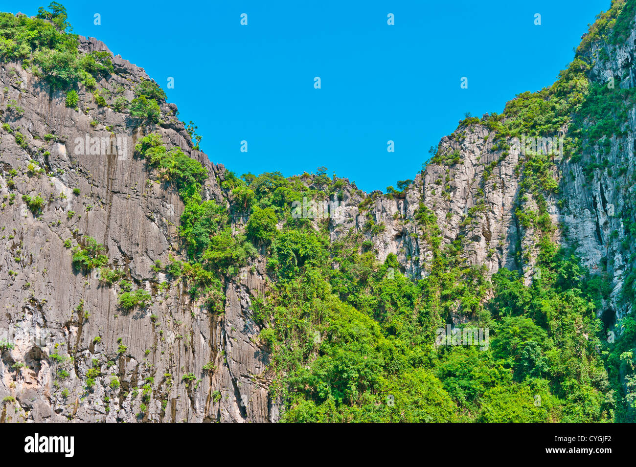 Bäume auf den Felsen in der Halong Bay Stockfoto