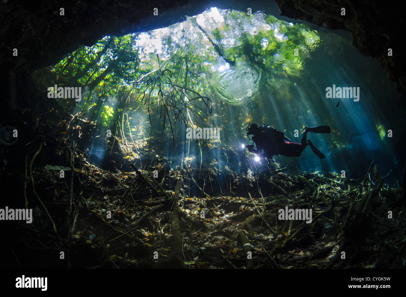 Cenote Taj Mahal, Tulum (Playa del Carmen), Yucatan, Mexiko Stockfoto