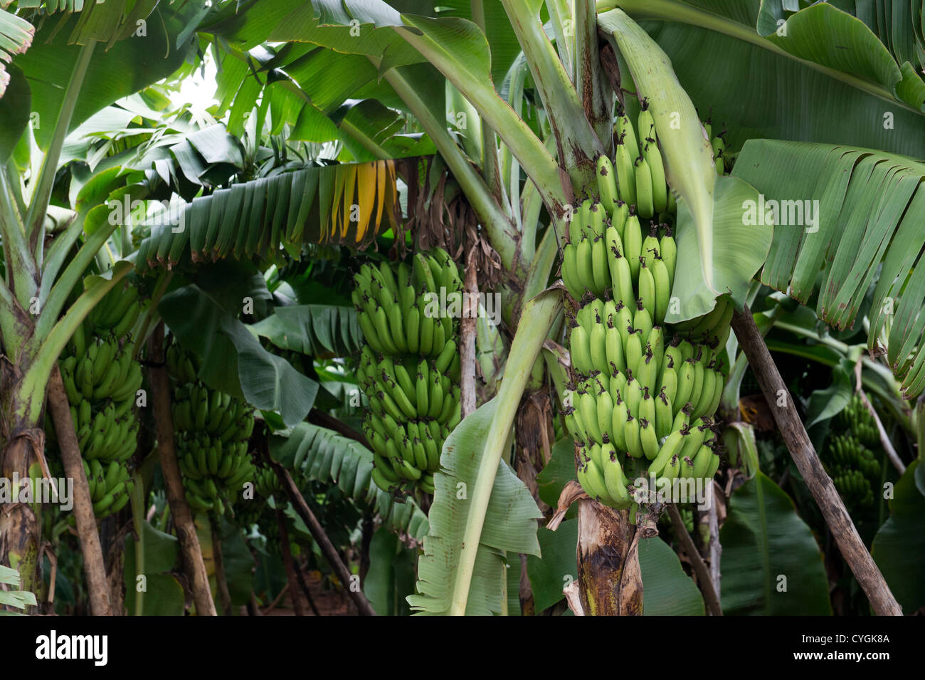Bananenplantage Obst in der indischen Landschaft Reifung. Indien Stockfoto