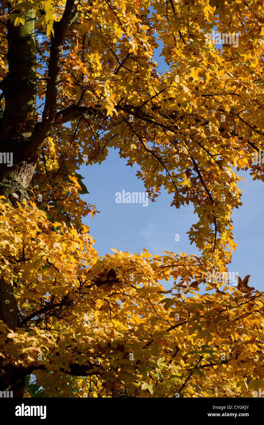 Acer monspessulanum montpellier ahorn Fotos und Bildmaterial in hoher