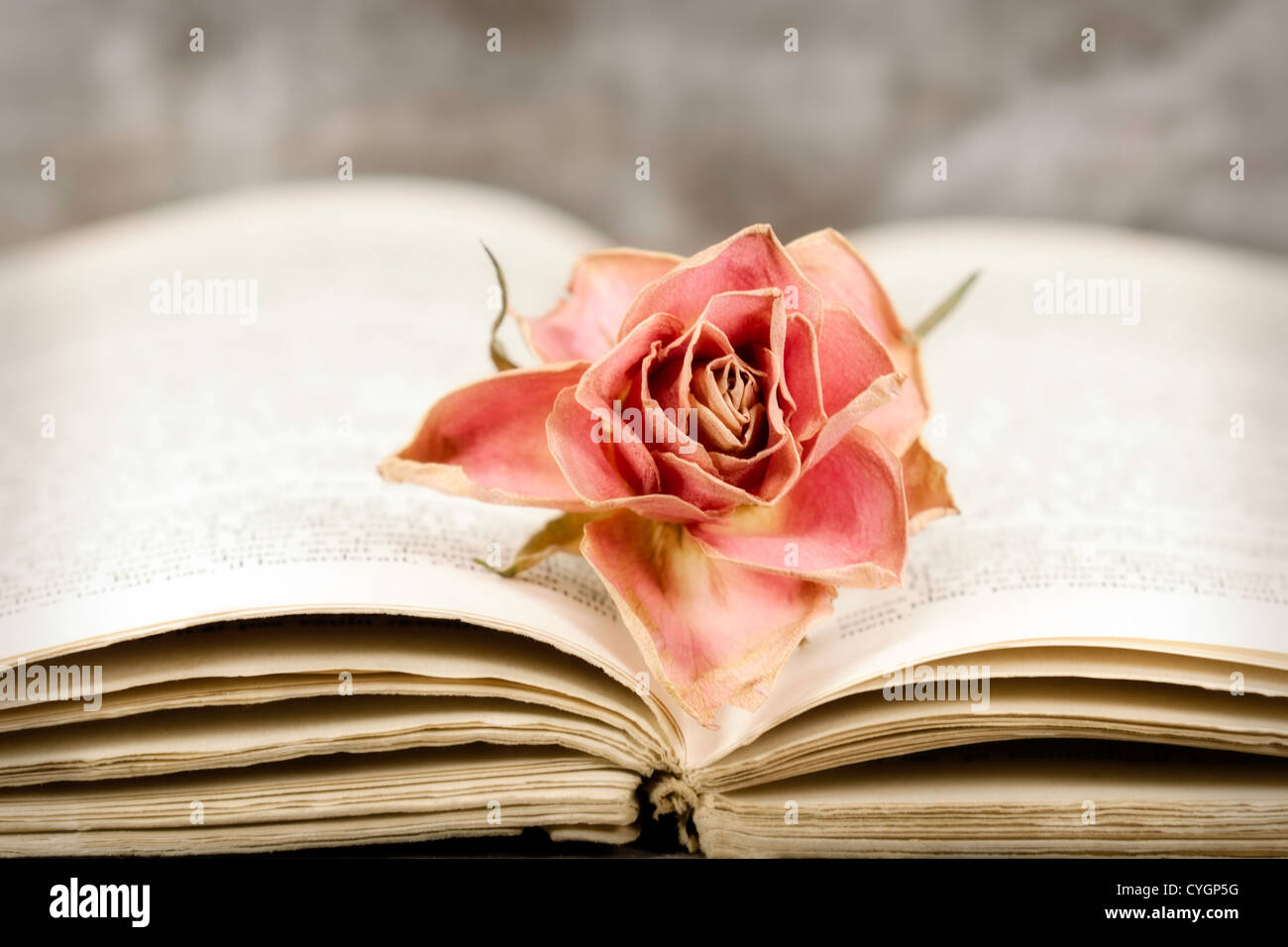 eine verblasste Rose auf ein offenes Buch Stockfoto