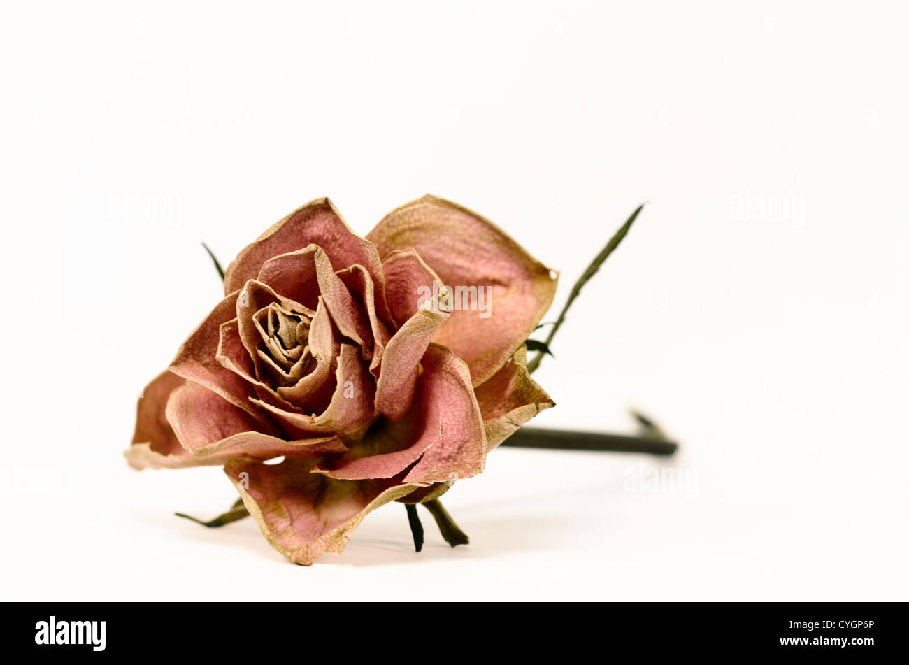 eine verblasste Rose auf weißem Hintergrund Stockfoto
